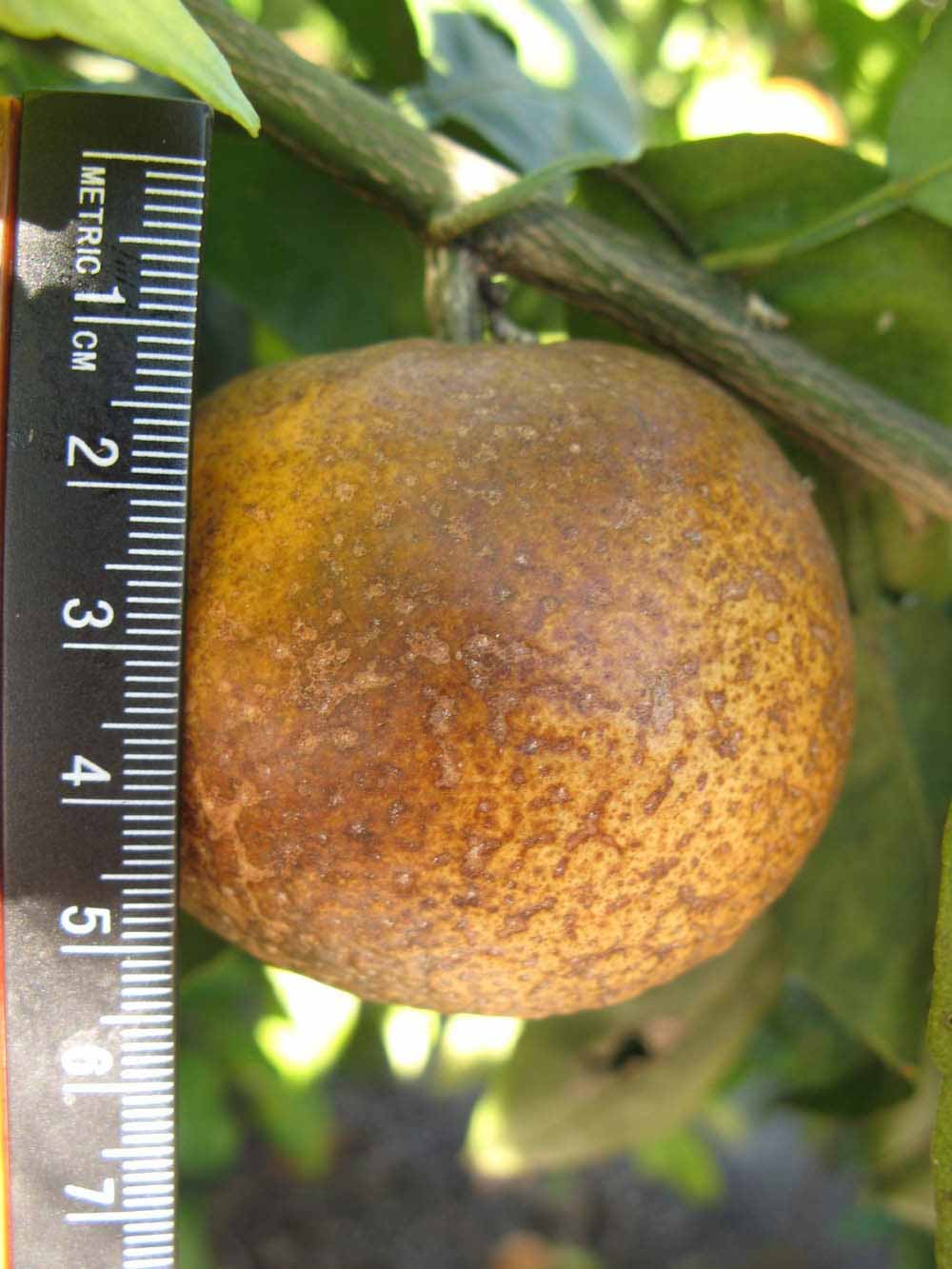              Fruit (Winter Haven, FL)       